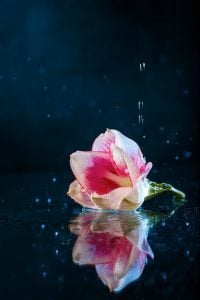 flower laying on mirror with dark background