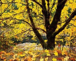 tree with fall leaves about October support group