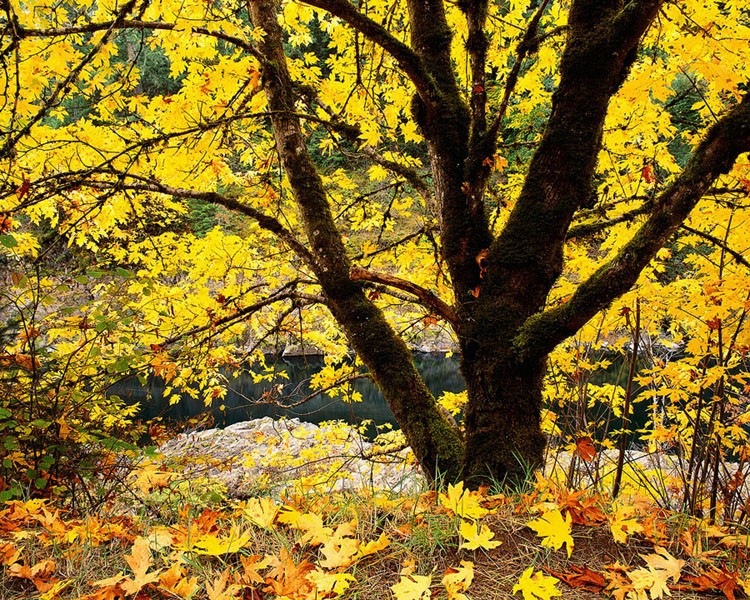 tree with fall leaves about October support group